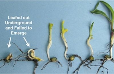 chilling injury to seedling corn